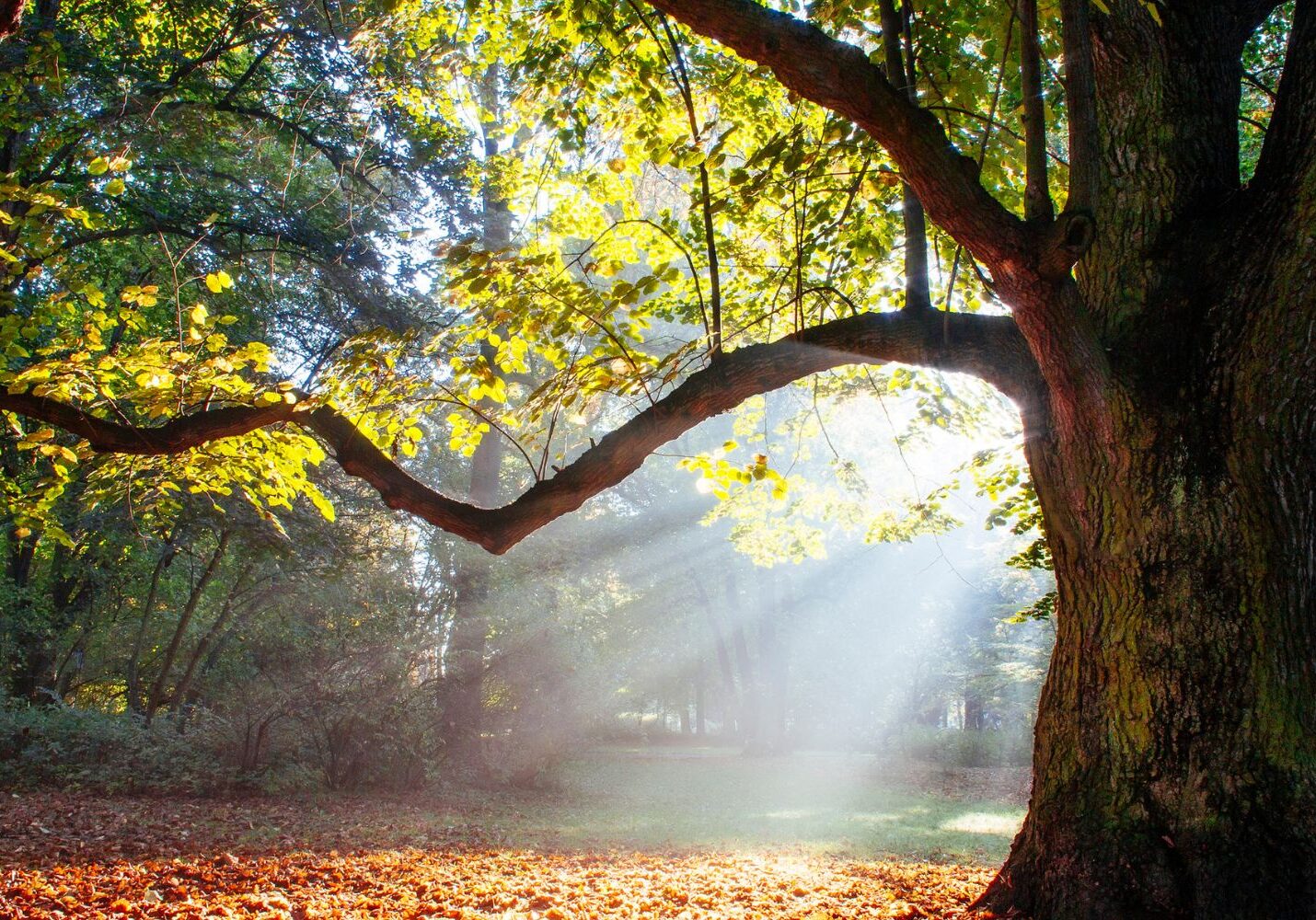 Untitled design - 2026-01-23T125842.962